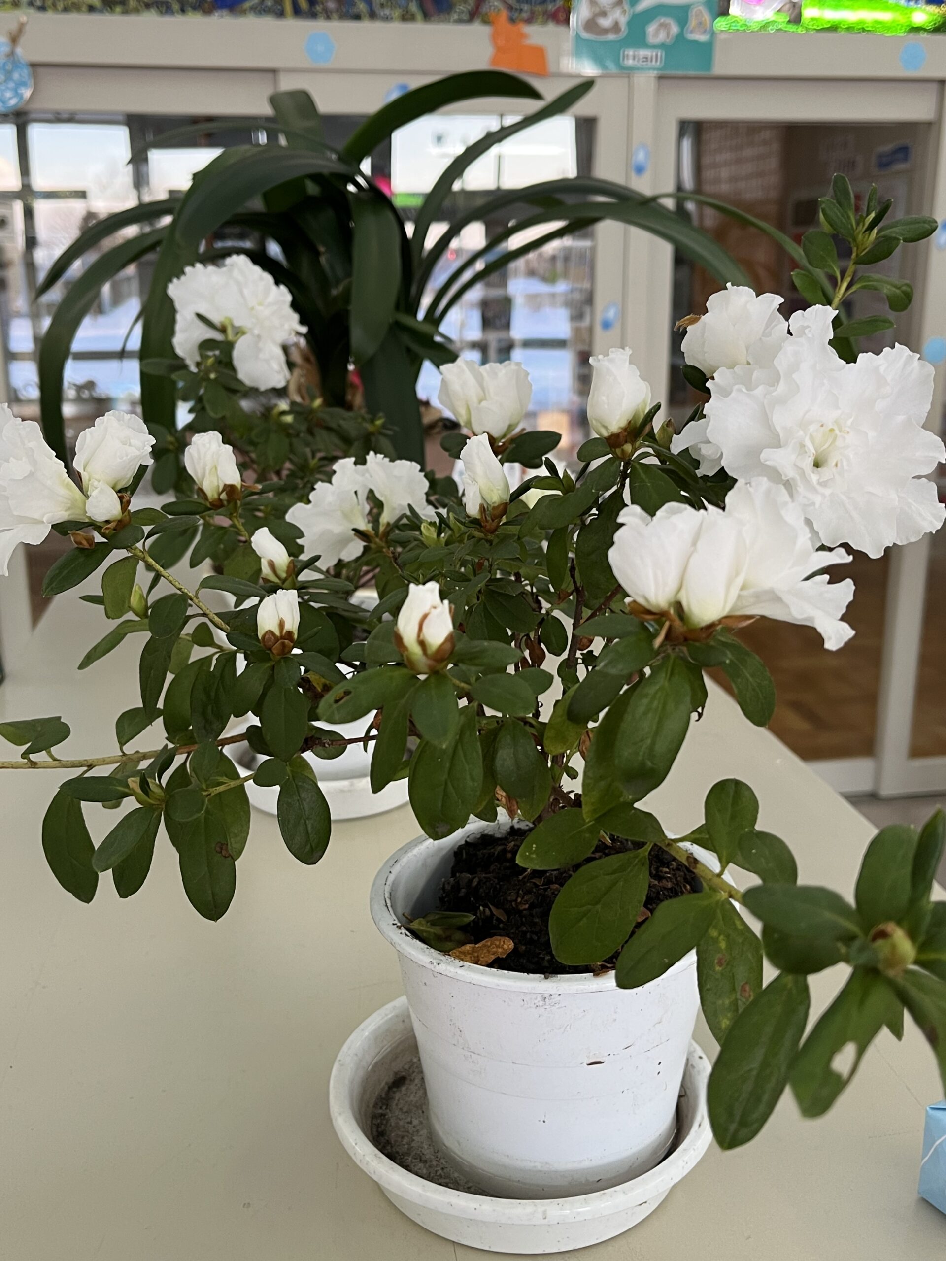 アザレアがきれいに咲いています 鹿追町幼小中高一貫教育サイト